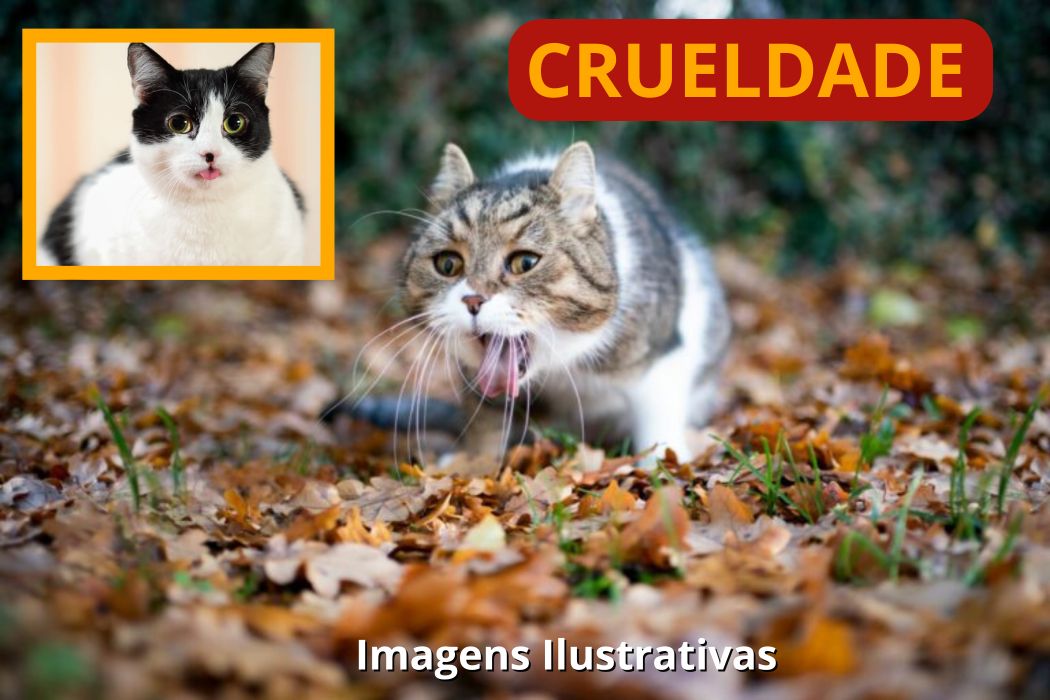 🚨 CRUELDADE: Gatos morrem envenenados e caso gera revolta em moradores de Califórnia