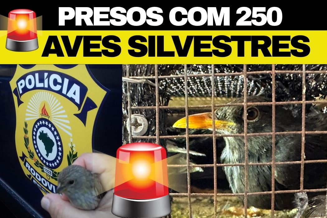 🐦 Comboio do tráfico de aves! PRF intercepta dois homens com 250 pássaros silvestres na BR-476