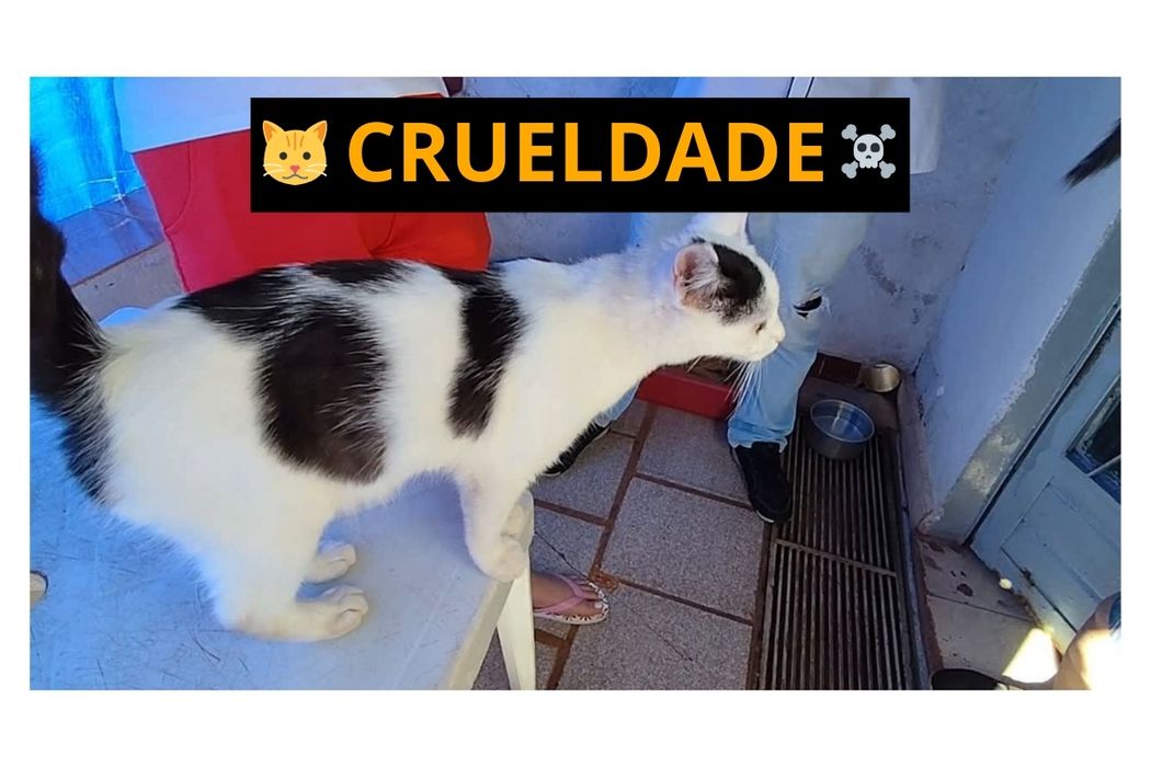 ⚰️😭CRUELDADE🐱☠️Moradora denuncia envenenamento de animais no Jardim Popular em Jandaia do Sul