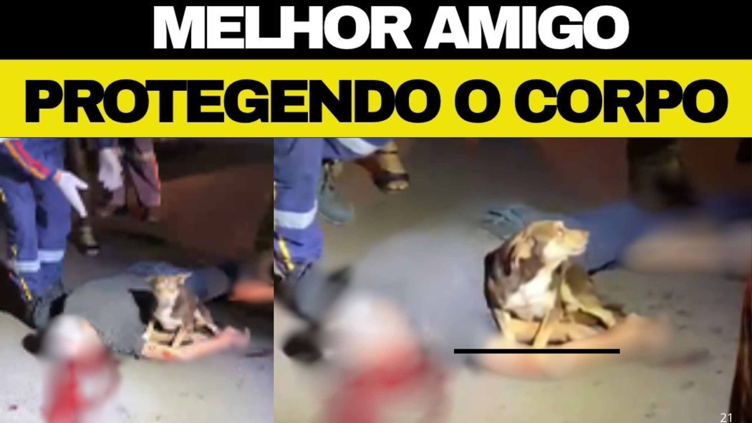 Homem morre atropelado em Apucarana e cachorro impede socorristas de tocarem no corpo em cena de cortar o coração