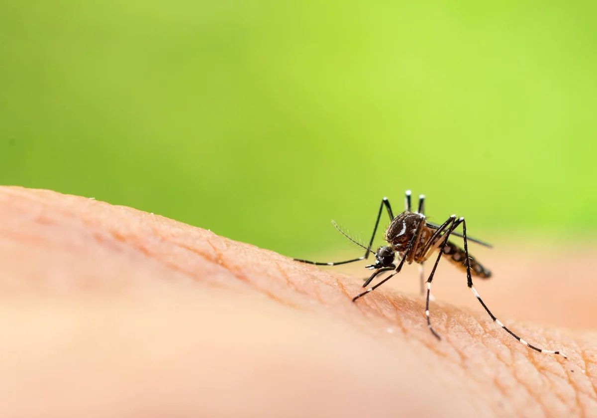 Jandaia do Sul adota novo método de monitoramento do mosquito da dengue conforme orientação da SESA
