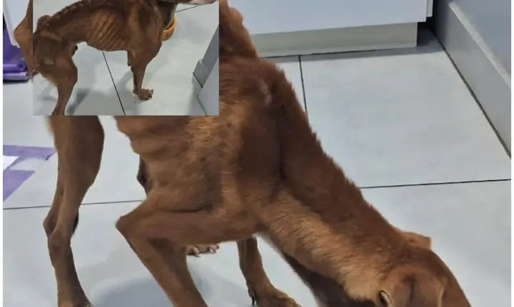 Homem é preso em flagrante por maus-tratos contra cachorro em Bela Vista do Paraíso